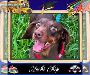 Dachshund Dogs for adoption in San Antonio, TX, USA
