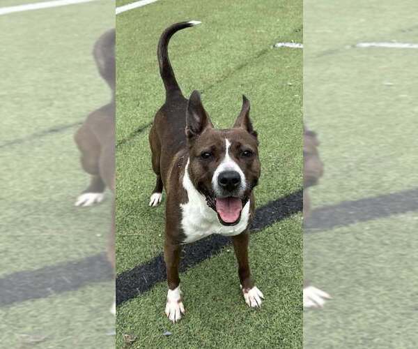 Medium Photo #13 Boxer-Unknown Mix Puppy For Sale in Raleigh, NC, USA