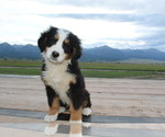 Puppy 0 Bernese Mountain Dog