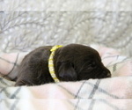 Small #7 Labrador Retriever