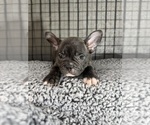 Puppy Senna French Bulldog
