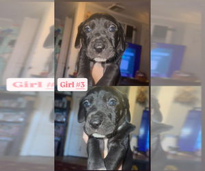 Great Dane Puppy for sale in GLADYS, VA, USA