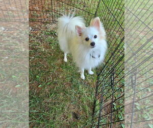 Pomeranian Dogs for adoption in Aurora, IN, USA
