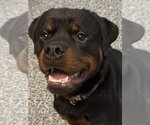Small #11 Rottweiler