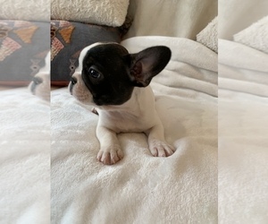 French Bulldog Puppy for sale in JOHNS ISLAND, SC, USA