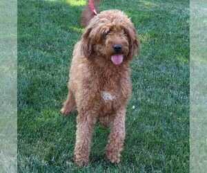 Mother of the Goldendoodle (Miniature) puppies born on 06/25/2025