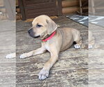 Small #1 Dachsador