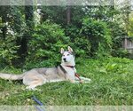 Small Photo #3 Siberian Husky Puppy For Sale in Severn, MD, USA