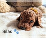 Small Photo #43 Goldendoodle (Miniature) Puppy For Sale in GASTONIA, NC, USA