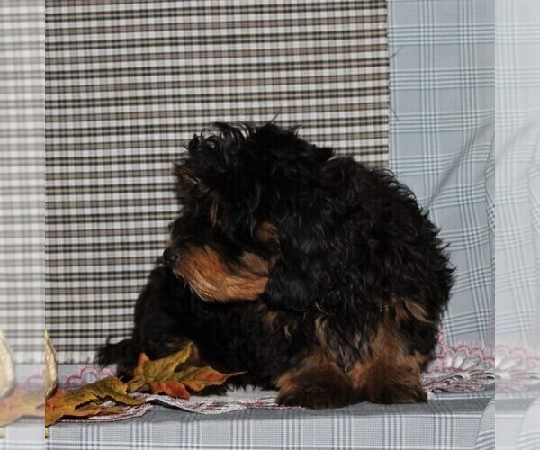 Medium Photo #2 Havanese-Poodle (Toy) Mix Puppy For Sale in CHRISTIANA, PA, USA
