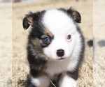 Small Photo #3 Miniature Australian Shepherd Puppy For Sale in CHICKASHA, OK, USA