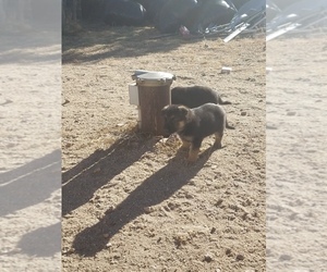 German Shepherd Dog Puppy for sale in MONUMENT, CO, USA