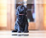 Small Photo #2 Poodle (Standard) Puppy For Sale in STANLEY, VA, USA