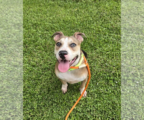 Medium Photo #3 Bullypit Puppy For Sale in Oakhurst, NJ, USA