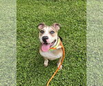 Small #2 Bullypit