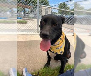 American Pit Bull Terrier-Unknown Mix Dogs for adoption in Tulsa, OK, USA