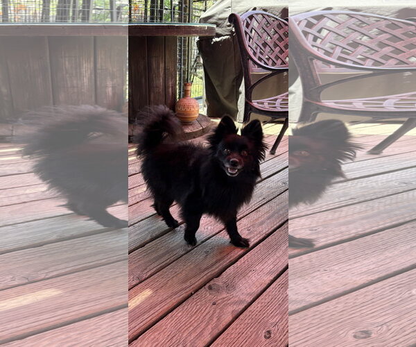 Medium Photo #2 Pomeranian Puppy For Sale in Menifee, CA, USA