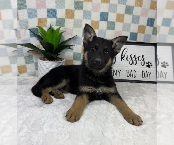 Medium Photo #4 German Shepherd Dog Puppy For Sale in FRANKLIN, IN, USA