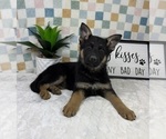 Small #3 German Shepherd Dog