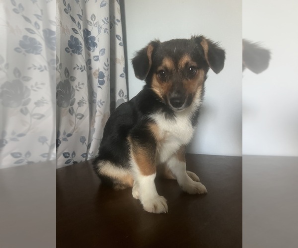 Medium Photo #26 Aussie-Corgi Puppy For Sale in DURHAM, CT, USA