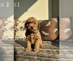 Puppy Ollie Goldendoodle (Miniature)