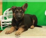 Small Photo #4 German Shepherd Dog Puppy For Sale in SHAWNEE, OK, USA