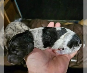German Shorthaired Pointer Puppy for Sale in VOLCANO, California USA