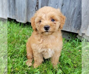 Goldendoodle-Poodle (Miniature) Mix Puppy for sale in CANAJOHARIE, NY, USA