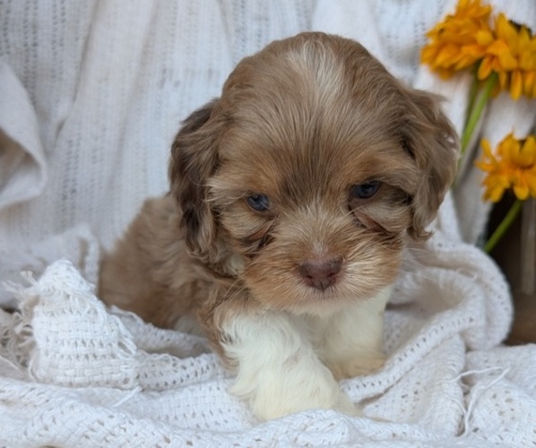 Medium Photo #80 Cock-A-Poo Puppy For Sale in GOSHEN, IN, USA