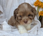 Small Photo #80 Cock-A-Poo Puppy For Sale in GOSHEN, IN, USA