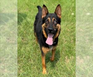 German Shepherd Dog Dogs for adoption in Conroe, TX, USA