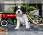 Puppy Katie Cavalier King Charles Spaniel