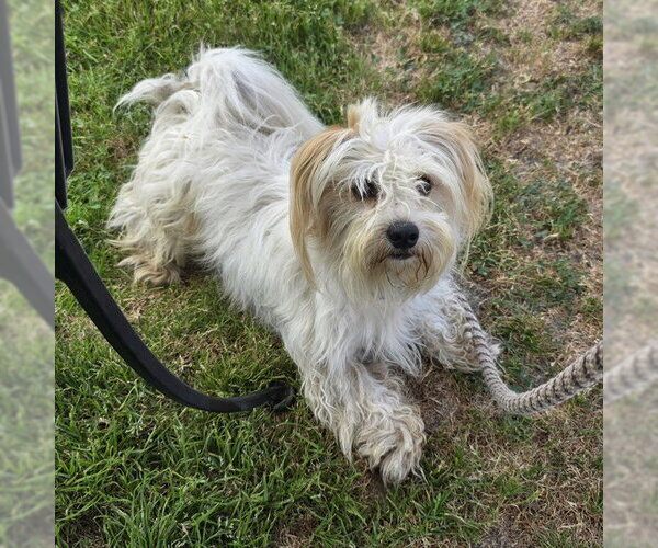 Medium Photo #1 Maltese Puppy For Sale in Long Beach, CA, USA
