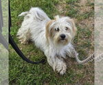 Small Maltese