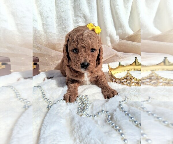 Medium Photo #20 Goldendoodle (Miniature) Puppy For Sale in GASTONIA, NC, USA