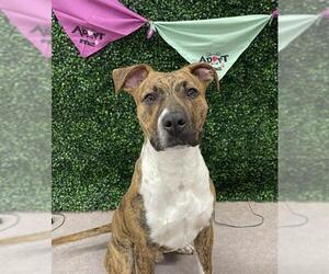 Mutt Dogs for adoption in Grasswood, Saskatchewan, Canada