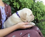 Small Photo #2 Labrador Retriever Puppy For Sale in DELTA, CO, USA