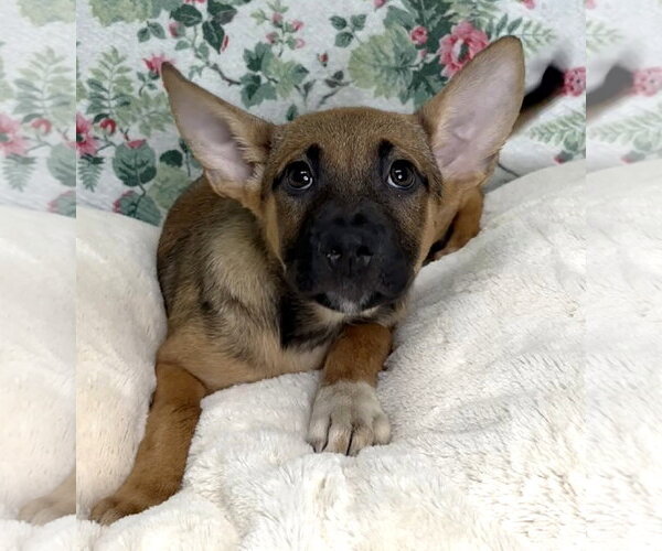 Medium Photo #2 Mutt Puppy For Sale in Wetumpka, AL, USA