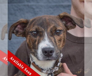 Boxer-Red Heeler Mix Dogs for adoption in Huntley, IL, USA