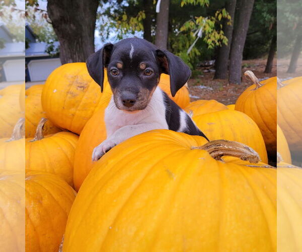 Medium Photo #1 Chihuahua-Unknown Mix Puppy For Sale in New London, WI, USA