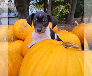 Chihuahua-Unknown Mix Dogs for adoption in New London, WI, USA