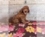 Small #22 Goldendoodle mix (+ Poodle Miniature)