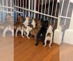 Small Photo #2 French Bulldog Puppy For Sale in GREENWOOD, MO, USA