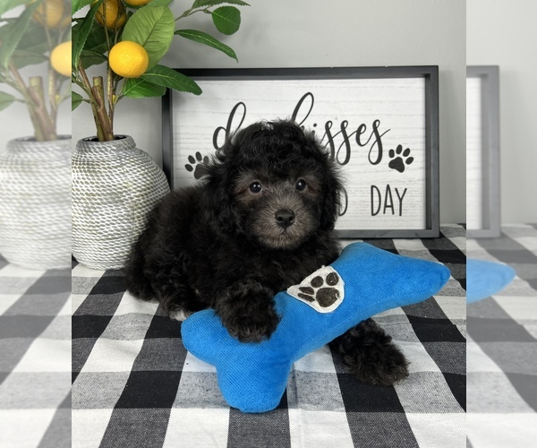 Medium Photo #3 Bernedoodle (Miniature) Puppy For Sale in FRANKLIN, IN, USA