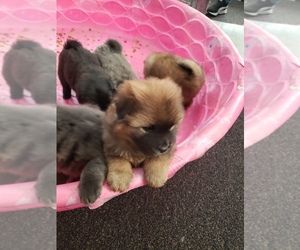 Chow Chow Puppy for sale in MANITOWOC, WI, USA