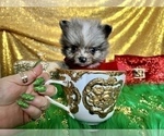Small Photo #6 Pomeranian Puppy For Sale in HAYWARD, CA, USA