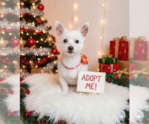 Chihuahua-Unknown Mix Dogs for adoption in Caldwell, NJ, USA