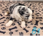 Small #12 Australian Shepherd