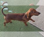 Small #2 Dachshund