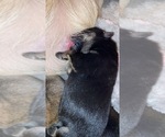 Small Photo #10 German Shepherd Dog Puppy For Sale in CARROLLTON, GA, USA